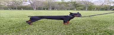 Doberman Pinscher Puppy 2