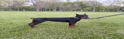 Doberman Pinscher dogs for sale: Doberman Pinscher Puppy 2 - Ad 1