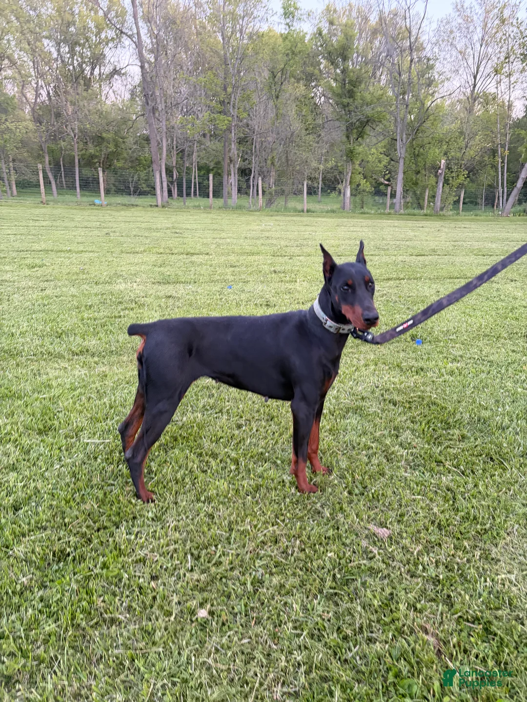 Doberman Pinscher dogs for sale: Doberman Pinscher Puppy 2 - Ad 1