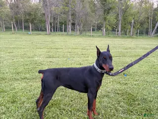 Doberman Pinscher dogs for sale: Doberman Pinscher Puppy 2 - Ad 2