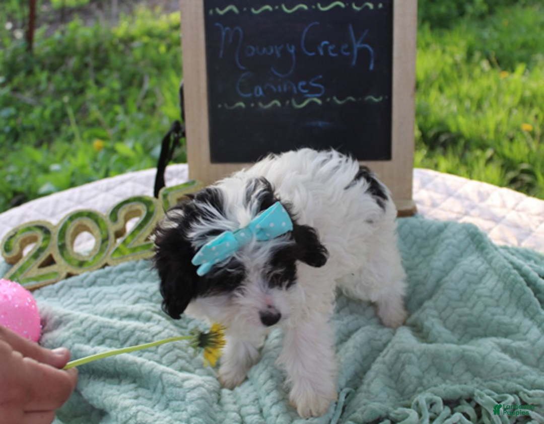 Aussiedoodle dogs for sale: Patty - Ad 6