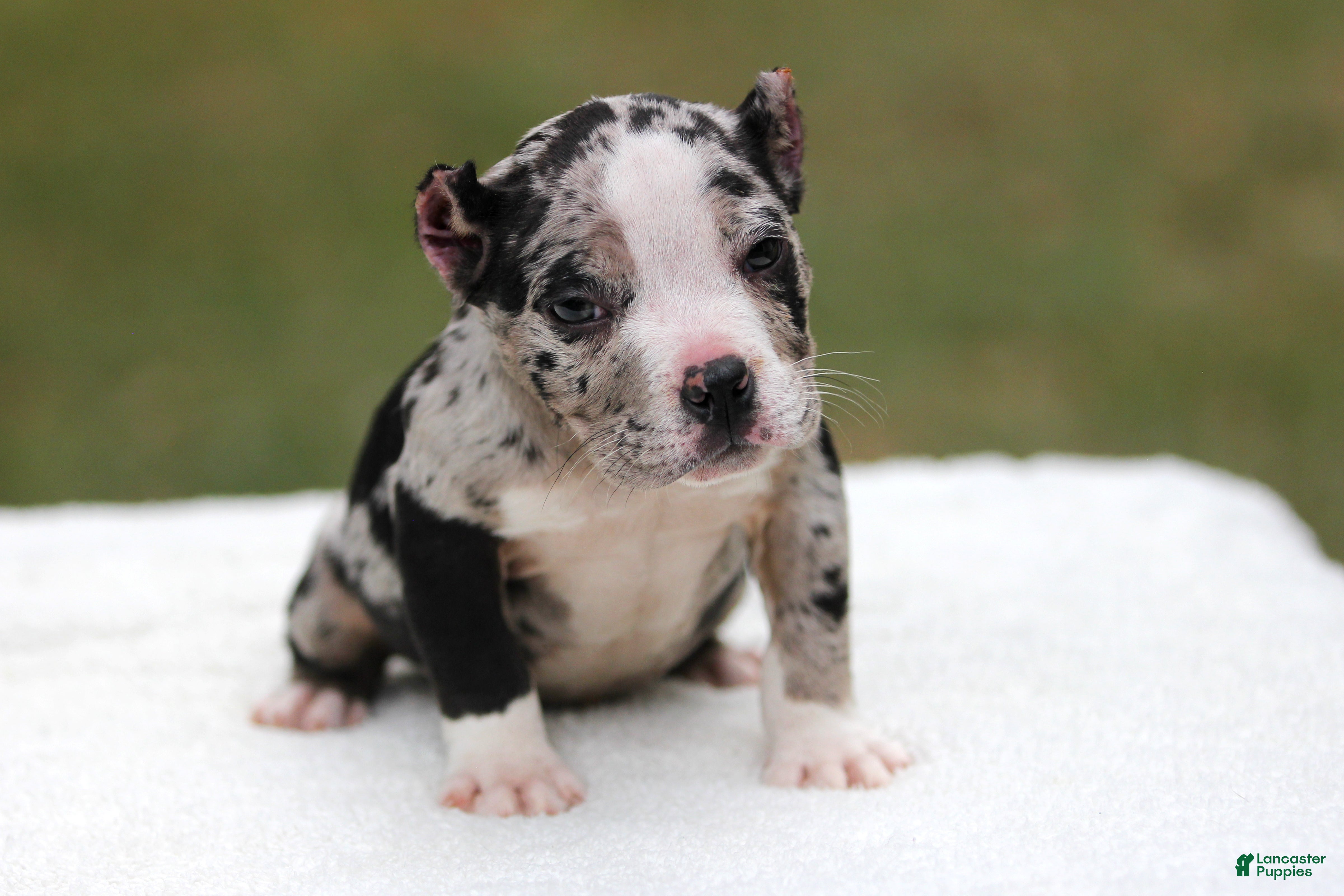American Bully dogs Black Merle Female - Ad 1