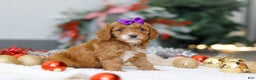 Cockapoo dogs for sale: Violet - Ad 4