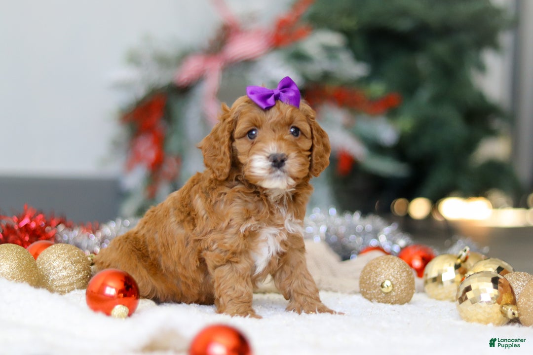 Cockapoo dogs for sale: Violet - Ad 4