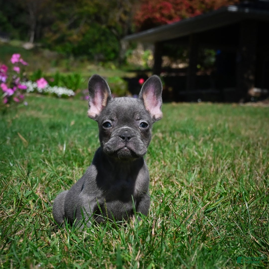 French Bulldog dogs for sale: Charlie - Ad 2
