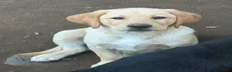 Labrador Retriever dogs for sale: Tan collar  - Ad 1