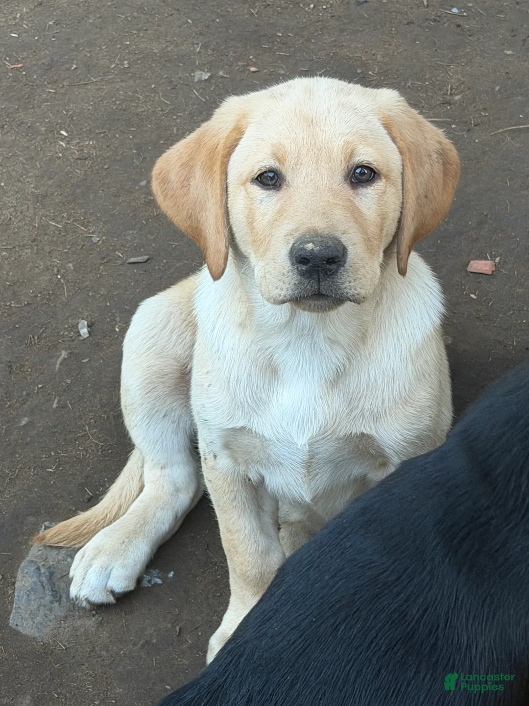 Labrador Retriever dogs for sale: Tan collar  - Ad 1