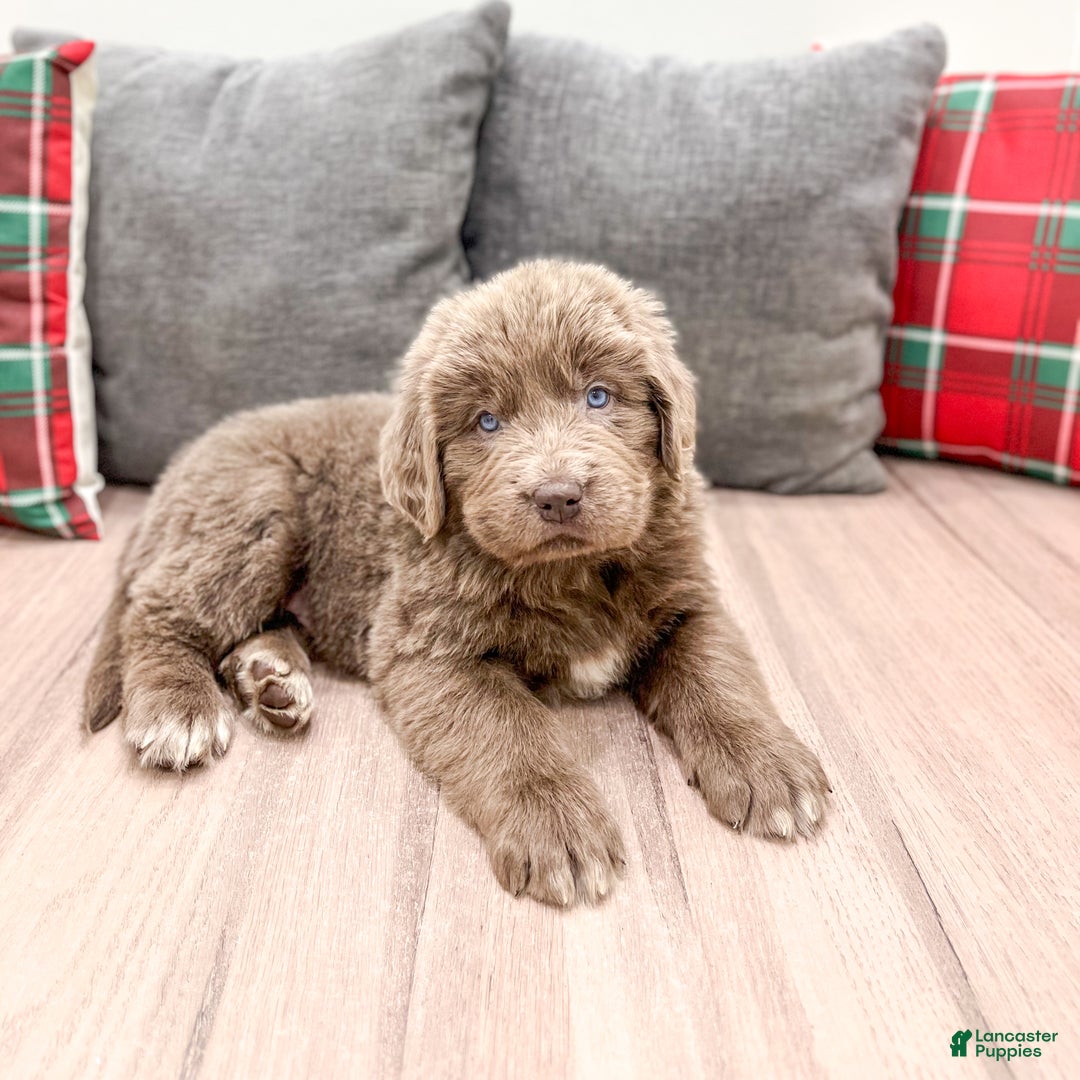 Newfoundland dogs for sale: Zeke - Ad 4