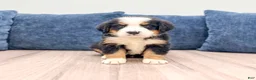 Bernese Mountain Dog dogs for sale: Joey - Ad 3