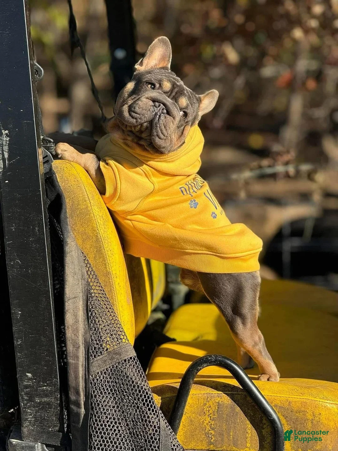 French Bulldog dogs for stud: Mr. Steal Yo Girl “Tinder” Blue  - Ad 5