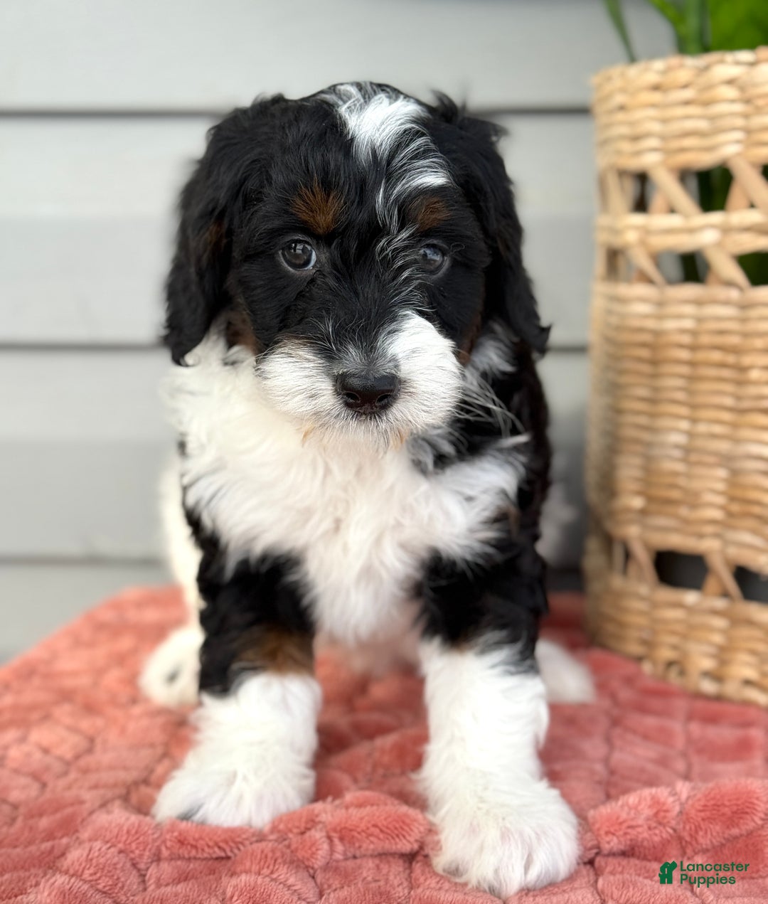 Mini Bernedoodle dogs for sale: Foxy - Ad 1