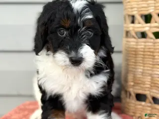Mini Bernedoodle dogs Foxy - Ad 25