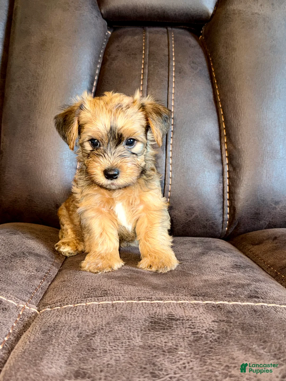 Yorkshire Terrier dogs for sale: Yorkshire Terrier 3 - Ad 2