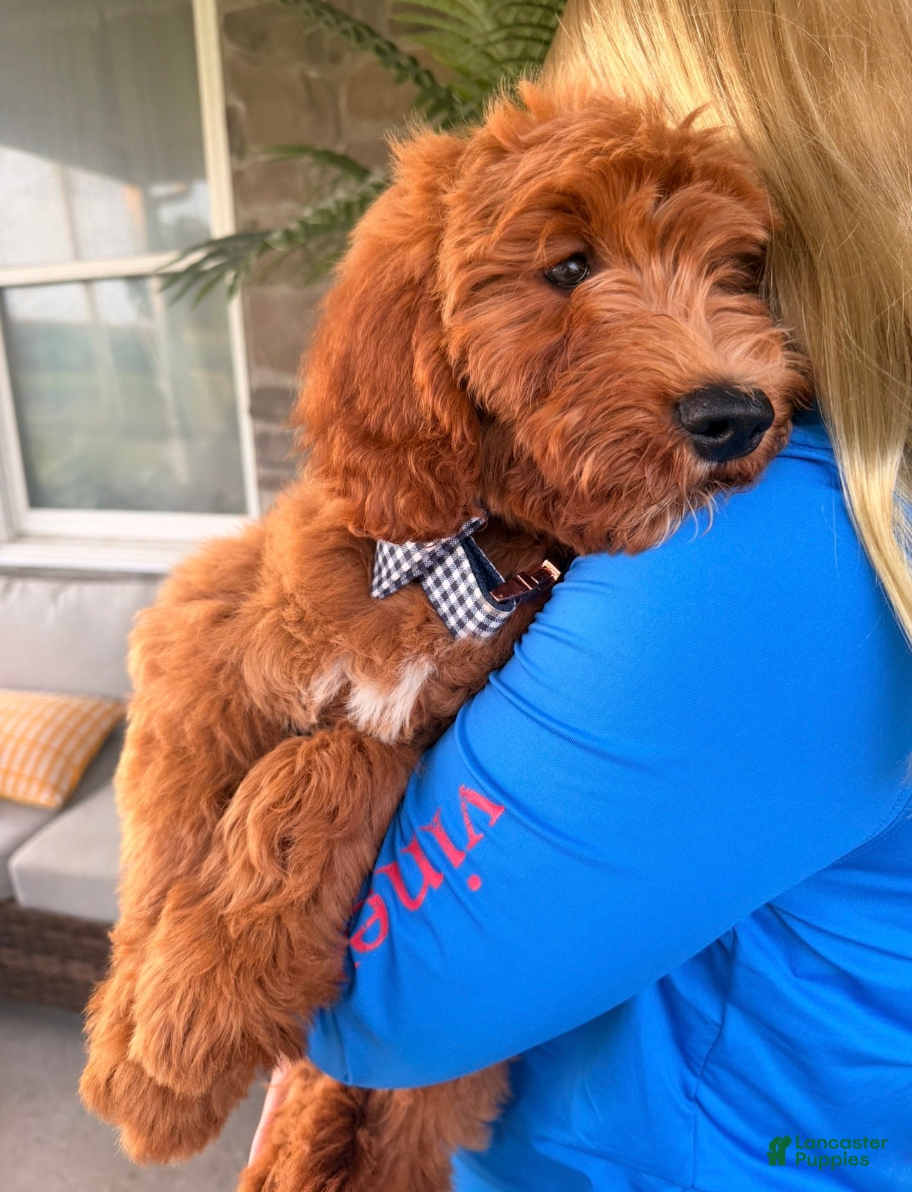 Goldendoodle dogs Graham  - Ad 1