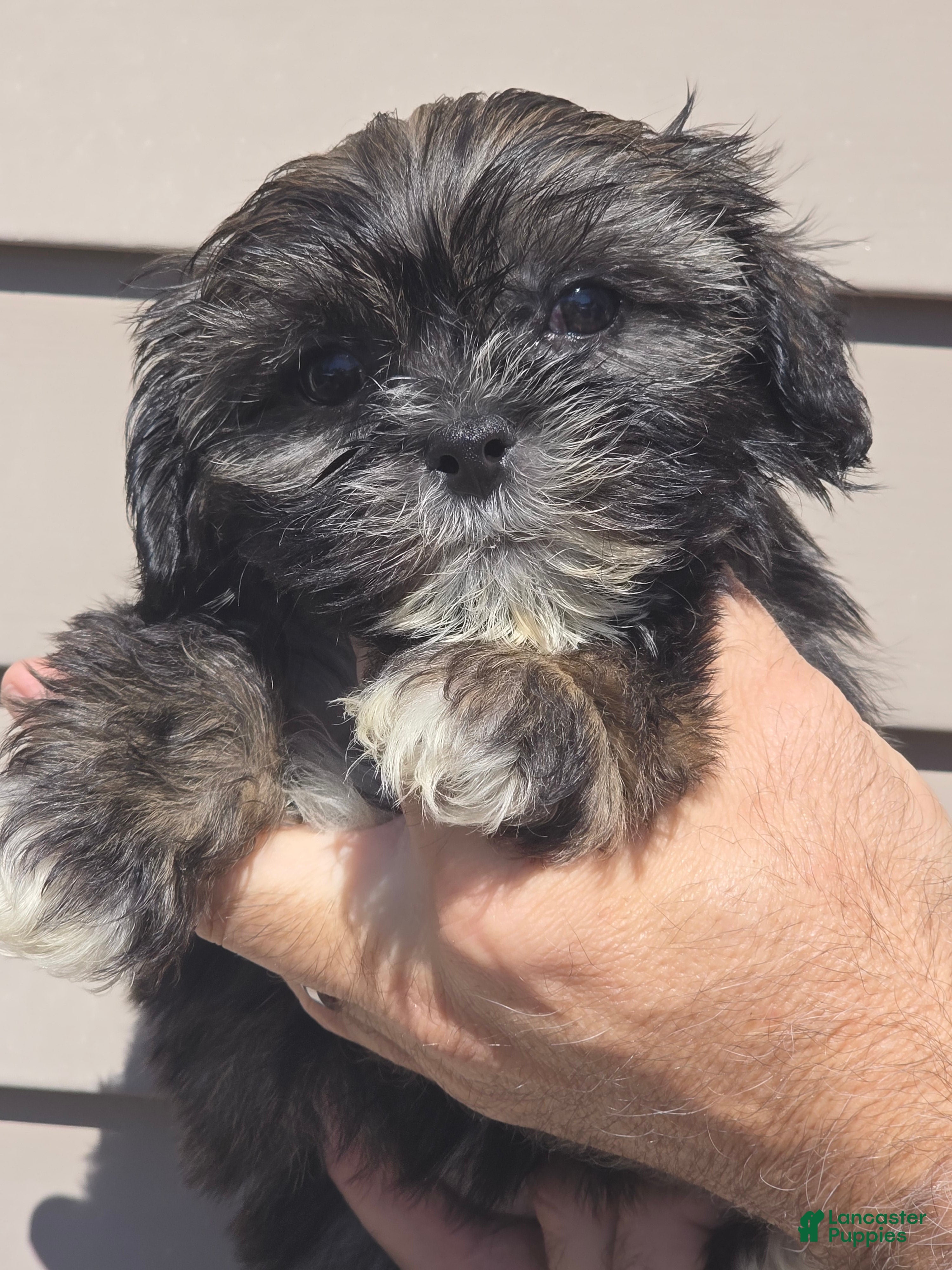 Shih Tzu dogs Parker  - Ad 31