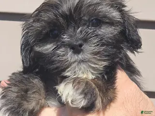 Shih Tzu dogs Parker - Ad 31