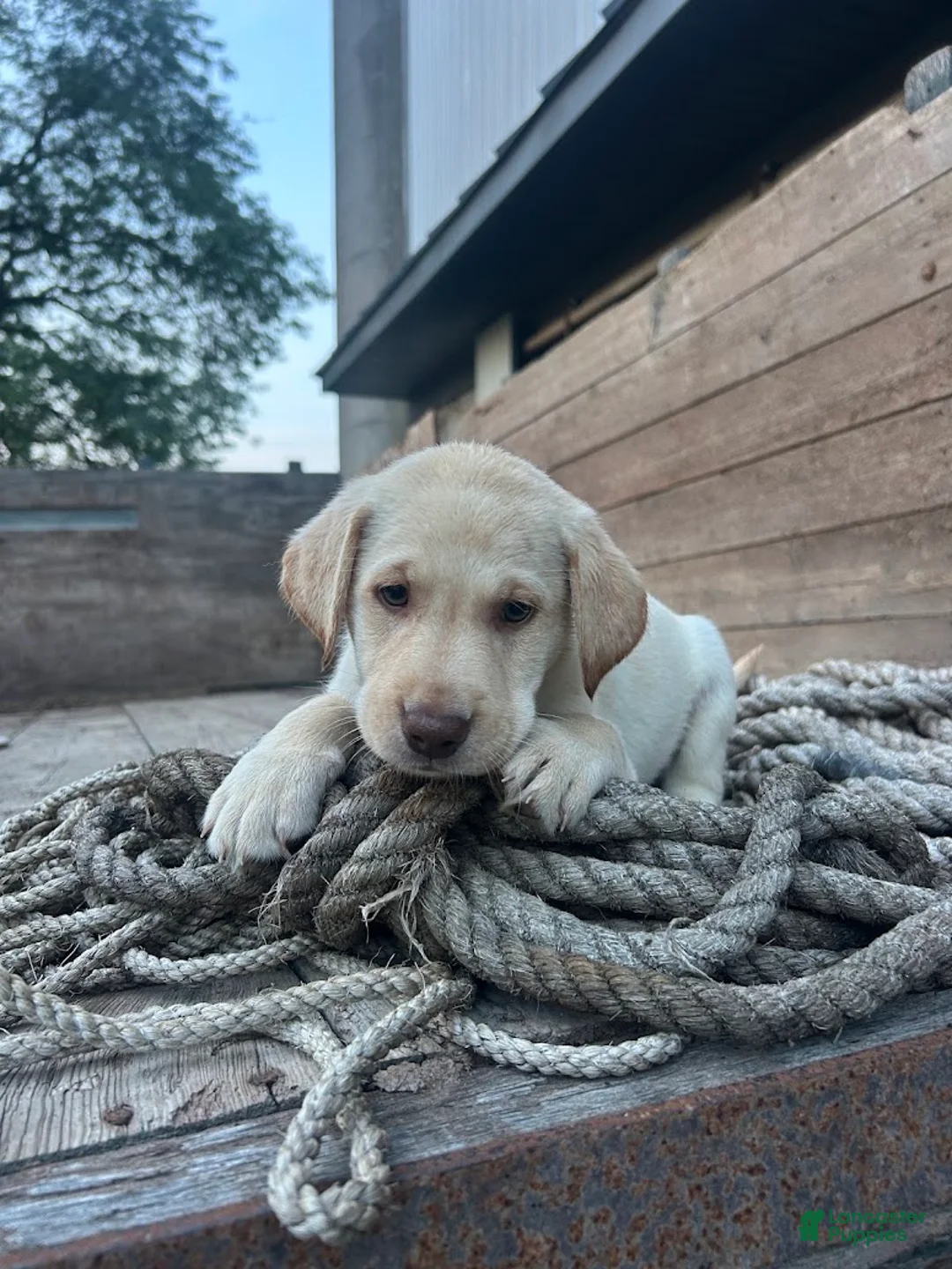 Sheprador dogs for sale: Daisy - Ad 1