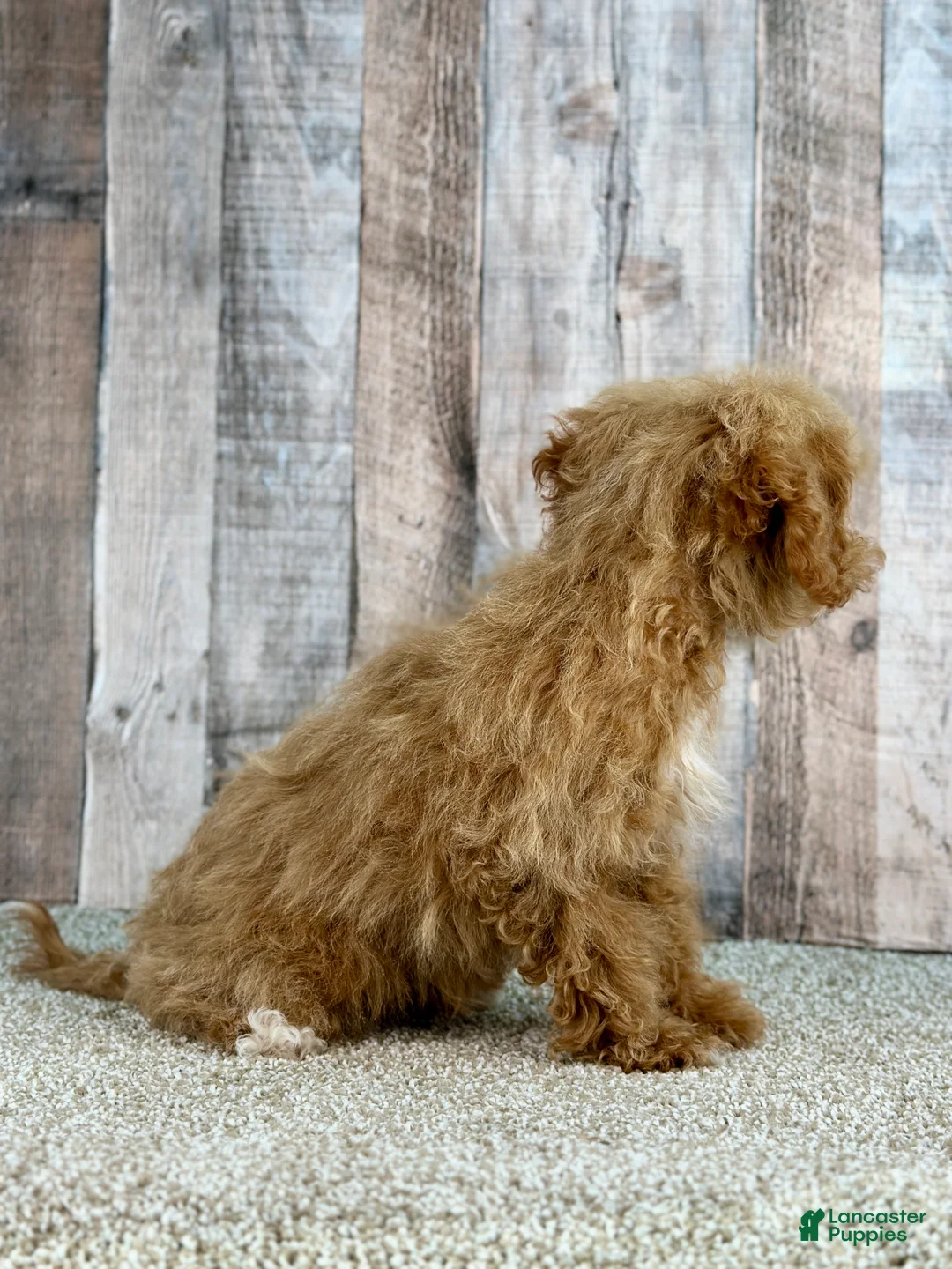 Bichpoo dogs for sale: Girl Echo - 8339 - Ad 2