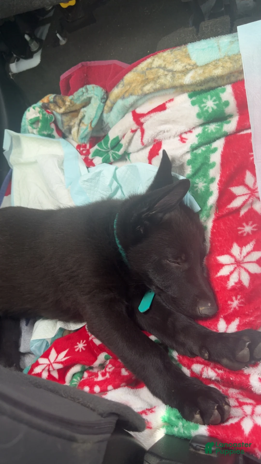 German Shepherd dogs for sale: German Shepherd Puppy 1 - Ad 4