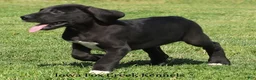 Great Dane dogs for sale: Max - Ad 9
