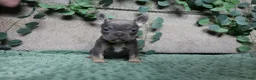 French Bulldog dogs for sale: Mr. Man  - Ad 4
