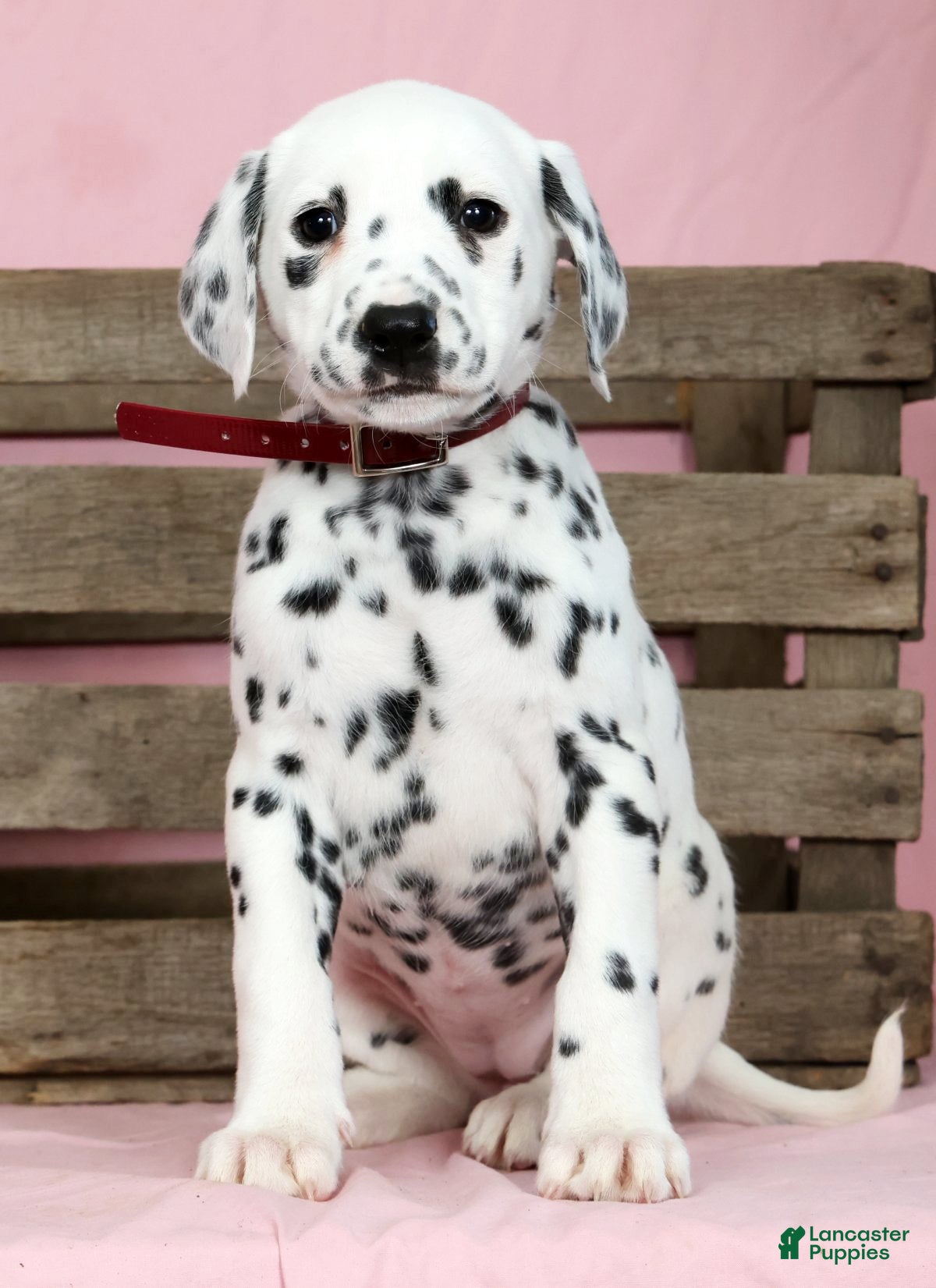 Dalmatian dogs Hailey - Ad 1