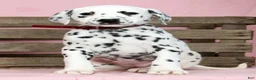 Dalmatian dogs for sale: Hailey - Ad 1