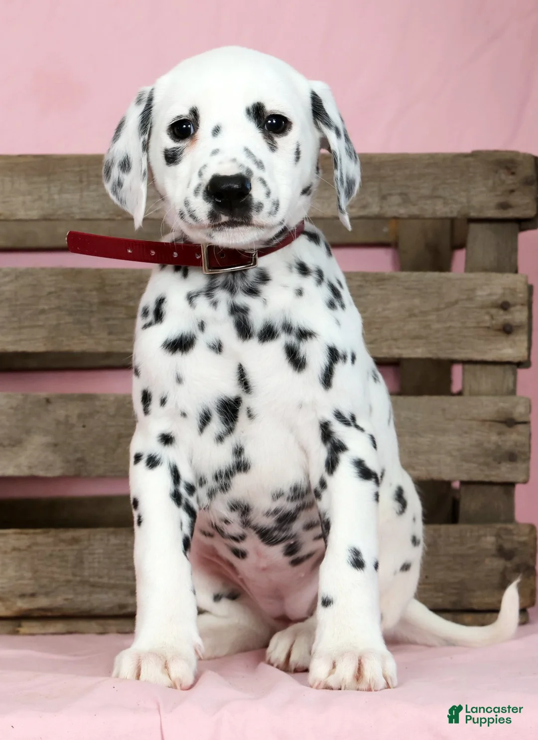Dalmatian dogs for sale: Hailey - Ad 1