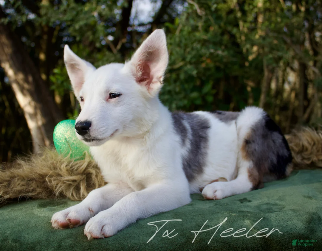 Mixed Breed dogs for sale: Mixed Breed Puppy 1 - Ad 2