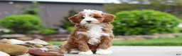 Cavapoo dogs for sale: Peaches - Ad 4