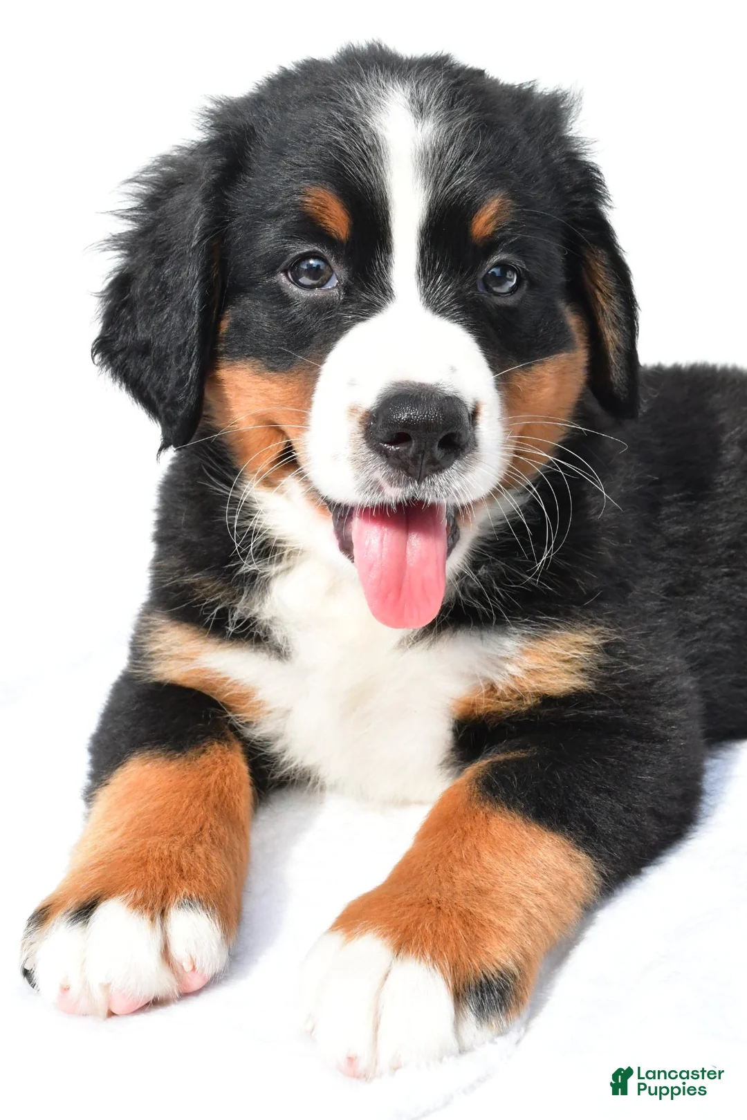 Bernese Mountain Dog dogs for sale: Patsy - Ad 2
