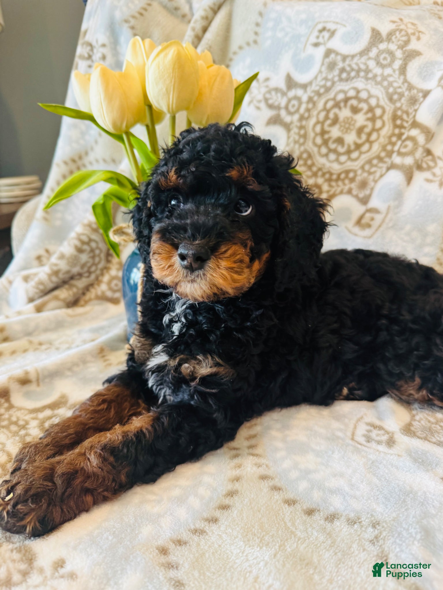 Miniature Poodle dogs Miniature Poodle Puppy 2 - Ad 13