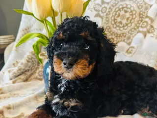 Miniature Poodle dogs for sale: Miniature Poodle Puppy 2 - Ad 2