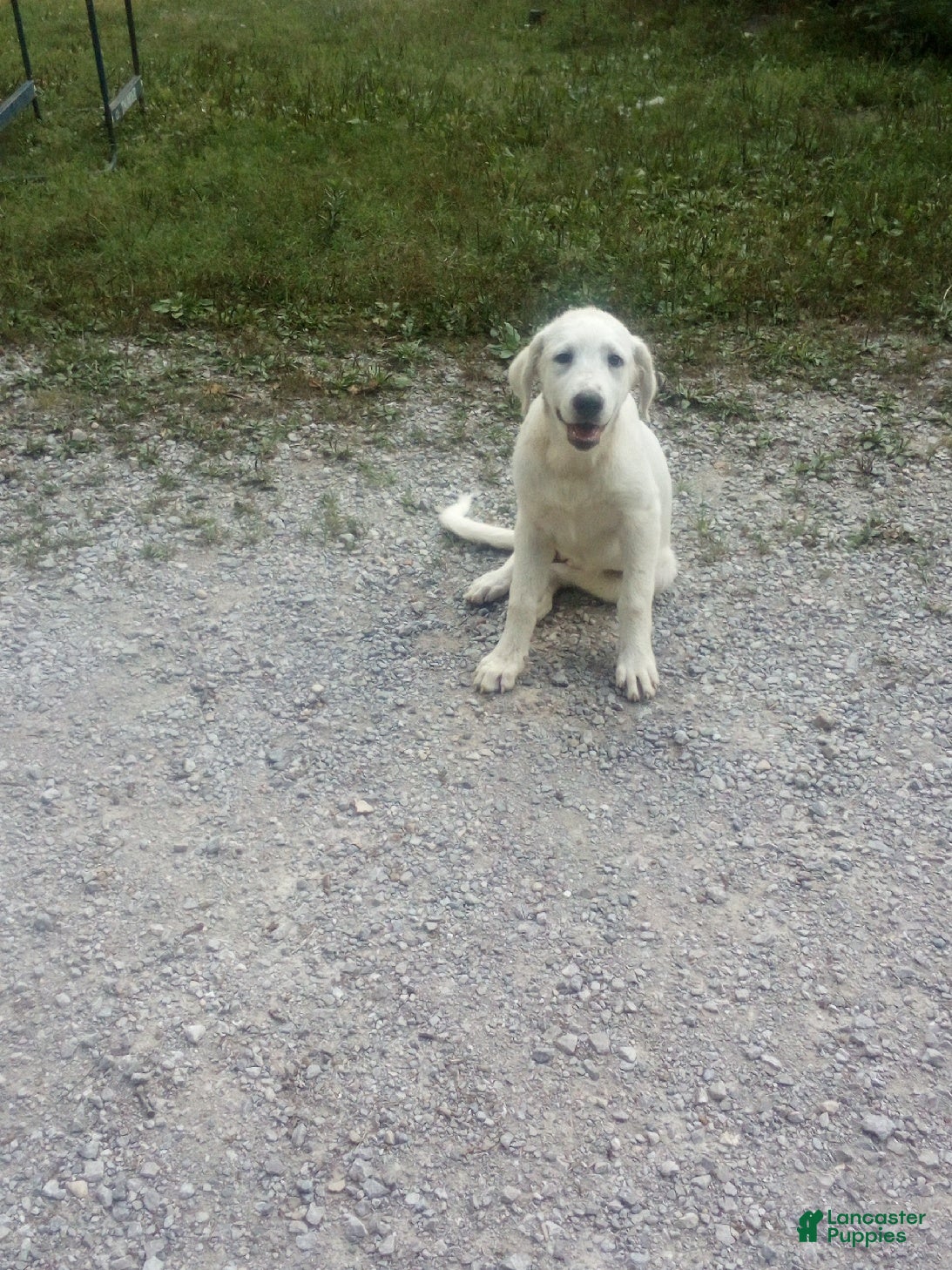 Mixed Breed dogs Peany - Ad 24