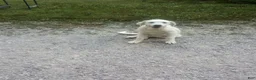 Mixed Breed dogs for sale: Peany - Ad 1