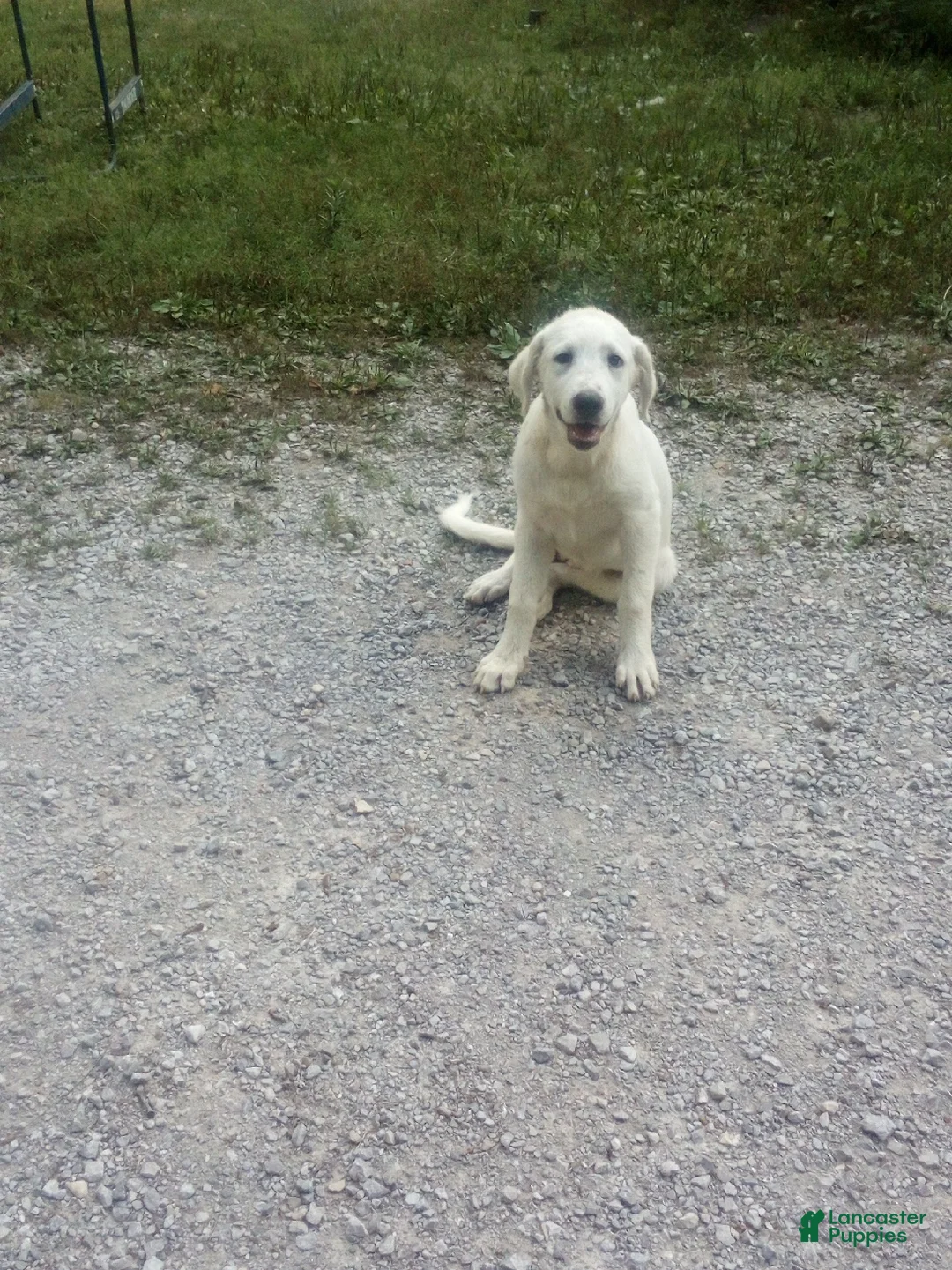 Mixed Breed dogs for sale: Peany - Ad 1