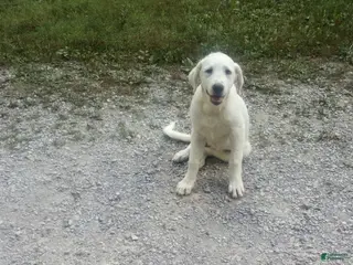 Mixed Breed dogs Peany - Ad 24