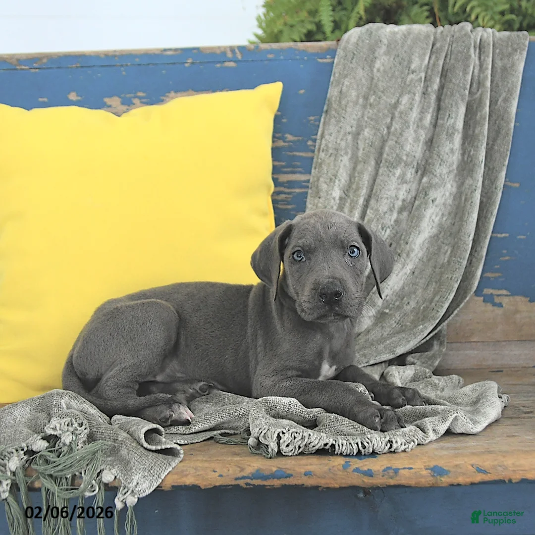 Great Dane dogs for sale: Khaleesi - Ad 4