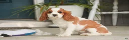 Cavalier King Charles Spaniel dogs for sale: Lincoln Cavalier King Charles Spaniel  - Ad 3