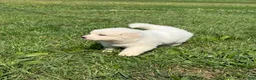 Great Pyrenees dogs for sale: Mrs Orange  - Ad 8