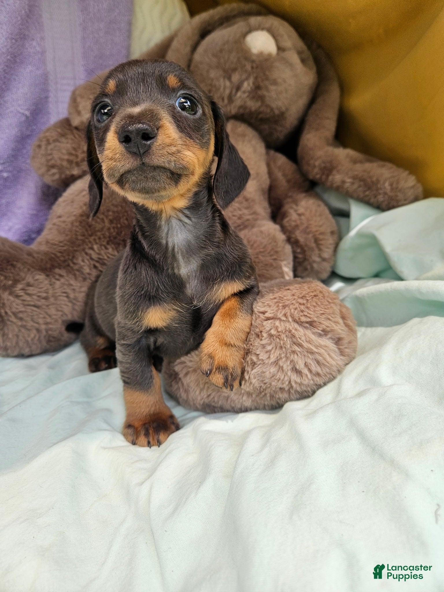 Dachshund dogs Jodi - Ad 6