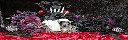 Chihuahua dogs for sale: Calico - Ad 1