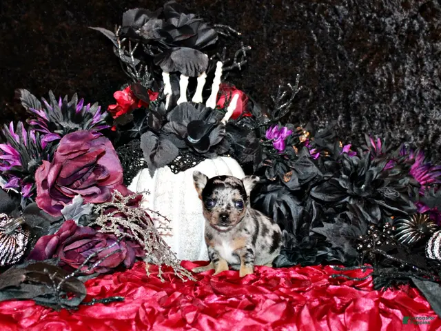 Chihuahua dogs for sale: Calico - Ad 5