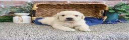 Golden Retriever dogs for sale: Gilbert - Ad 4