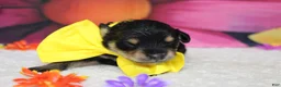 Schnoodle dogs for sale: Chardonnay  - Ad 2