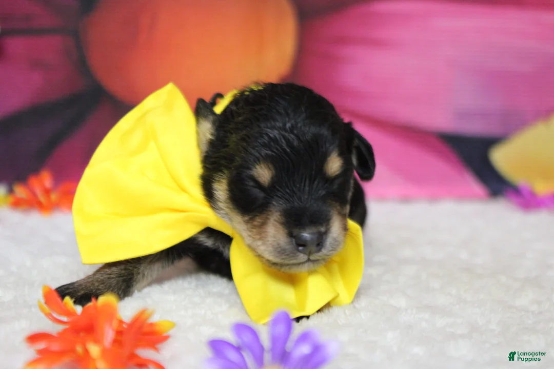 Schnoodle dogs for sale: Chardonnay  - Ad 2