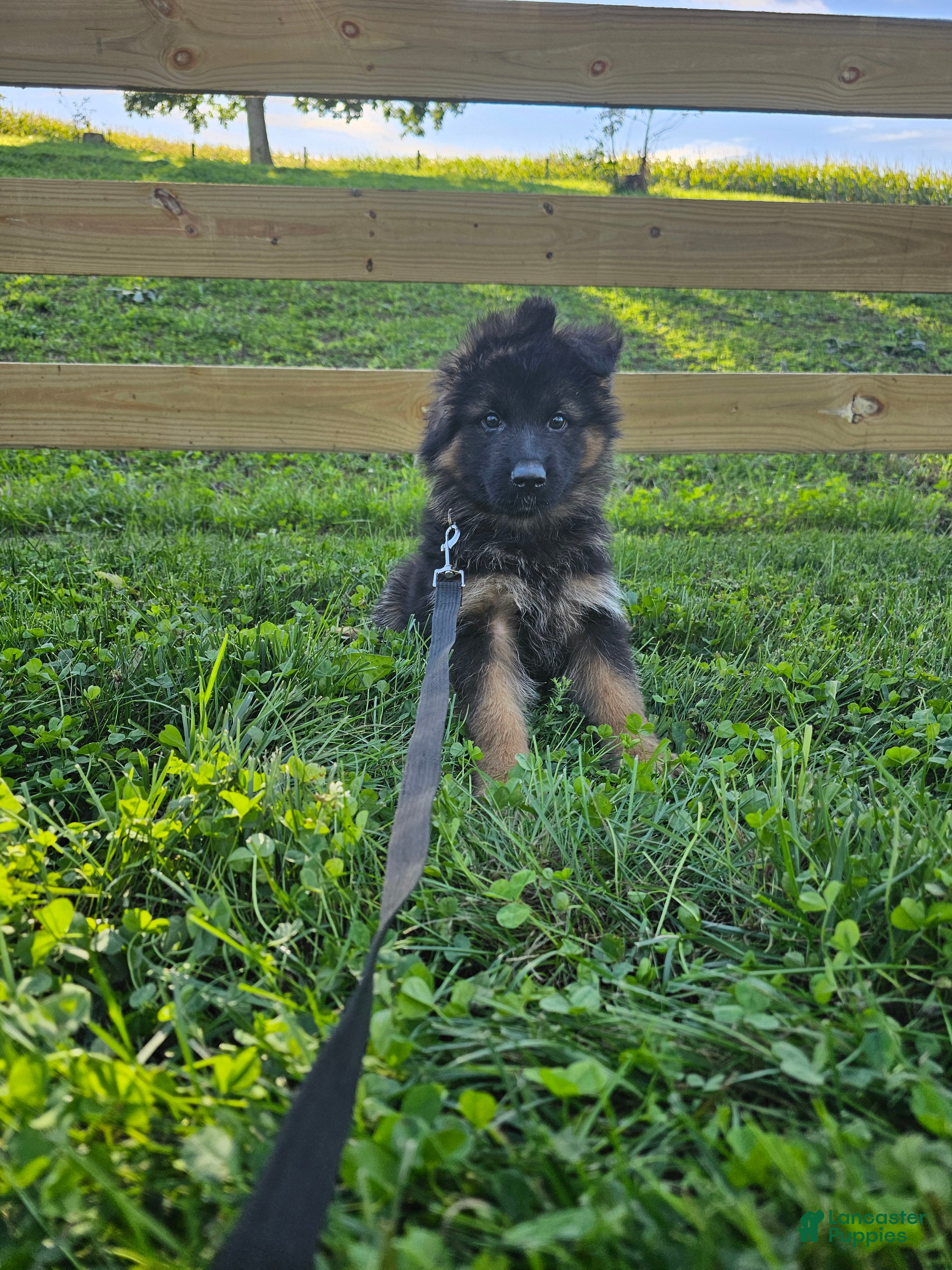 German Shepherd dogs Roxie  - Ad 1