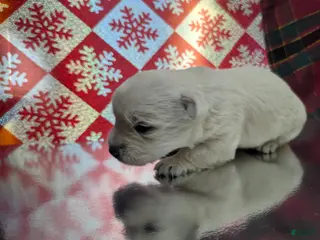 West Highland Terrier dogs Snow Baby - Ad 2