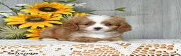 Cavapoo dogs for sale: Niko - Ad 3