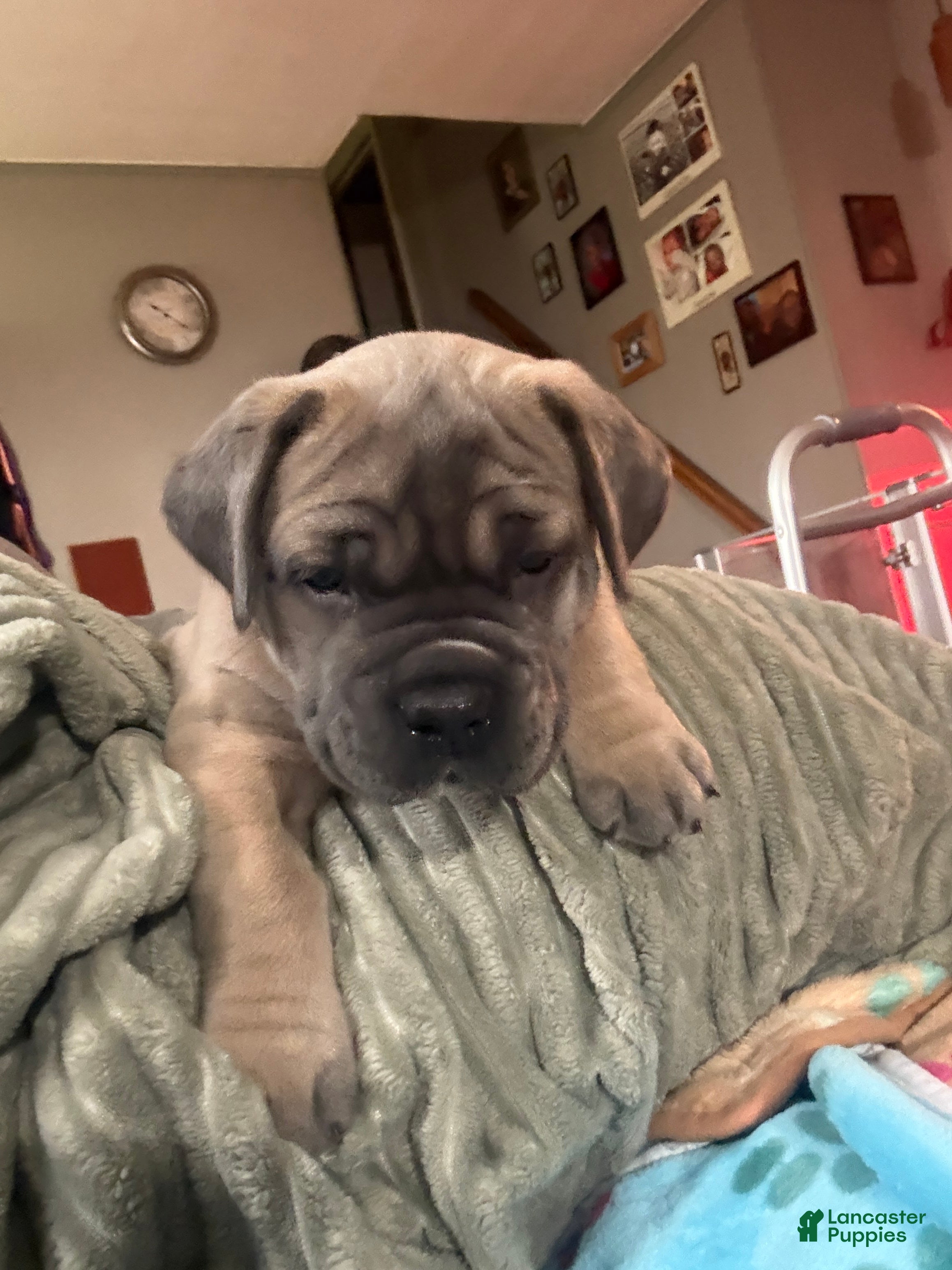 Cane Corso dogs Formentino - Ad 28